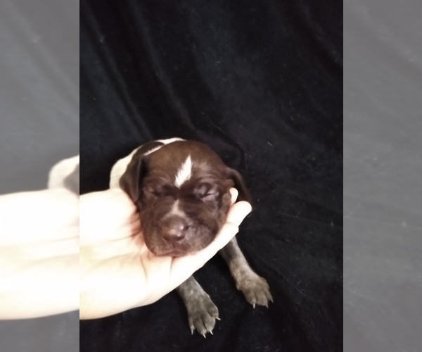 Medium Photo #7 German Shorthaired Pointer Puppy For Sale in SAINT GEORGE, SC, USA
