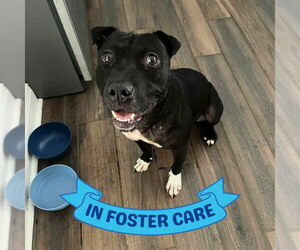 American Staffordshire Terrier-Unknown Mix Dogs for adoption in Tallahassee, FL, USA