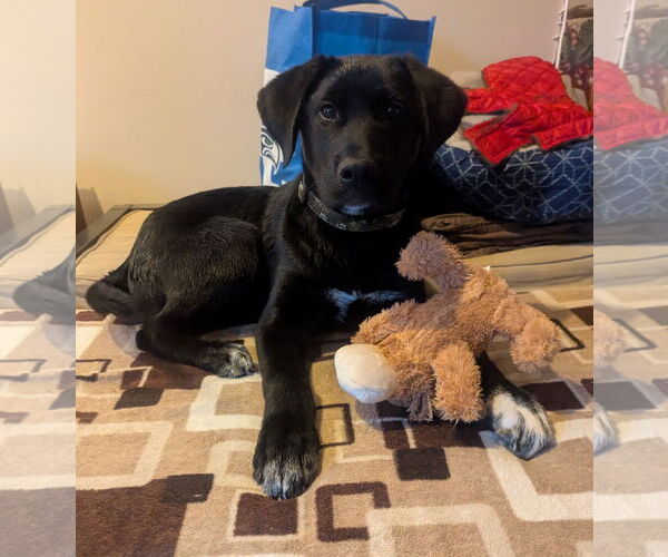 Medium Photo #4 Labrenees Puppy For Sale in Bellevue, WA, USA