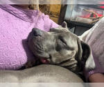Small Photo #2 Mutt Puppy For Sale in Belleville, MI, USA