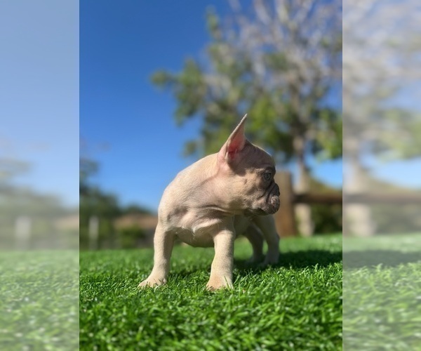 Medium Photo #3 French Bulldog Puppy For Sale in DENVER, CO, USA
