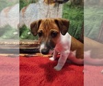 Puppy 2 Jack Russell Terrier