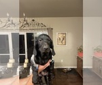 Puppy Buddah Dachshund-Labrador Retriever Mix