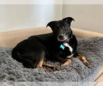 Small #1 Mutt