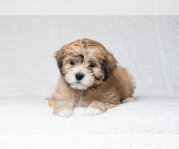 Medium Photo #1 Zuchon Puppy For Sale in WHEELING, IL, USA