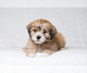 Zuchon Puppy for Sale in WHEELING, Illinois USA