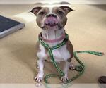 SUGE - Female American Pit Bull Terrier Dog for Adoption - Small photo