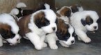 Small Photo #1 Saint Bernard Puppy For Sale in SPRINGFIELD, IL, USA