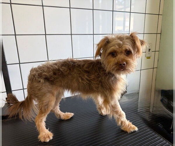 Medium Photo #1 Mutt Puppy For Sale in Downey, CA, USA