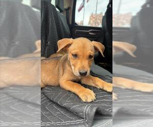 Labrador Retriever Dogs for adoption in San Antonio, TX, USA