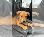 Small Labrador Retriever