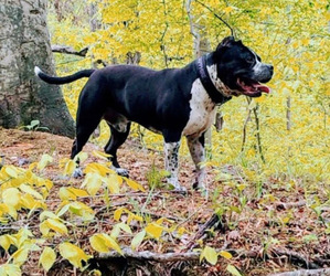 Father of the American Bully puppies born on 05/28/2025