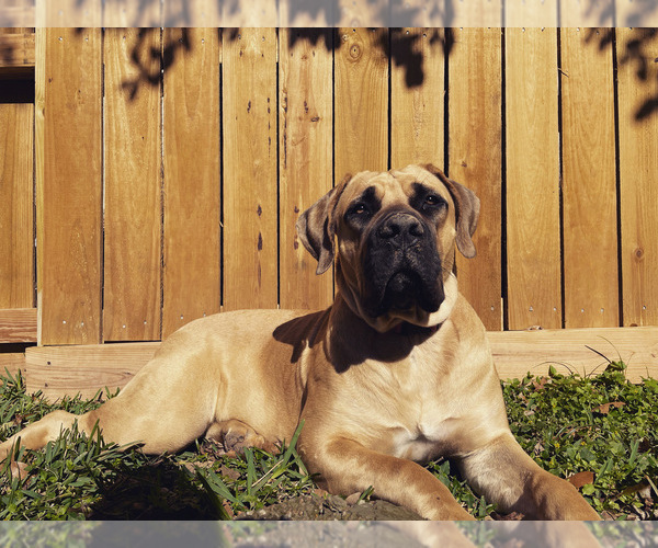 Medium Photo #1 Boerboel Puppy For Sale in SUGAR LAND, TX, USA