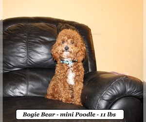 Father of the Cockapoo (Miniature) puppies born on 02/11/2026