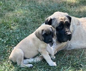 Mastiff Puppy for Sale in PIKETON, Ohio USA