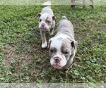 Small #12 Olde English Bulldogge