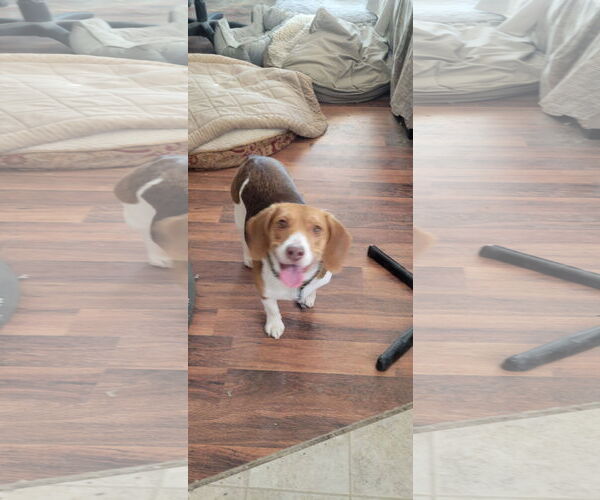 Medium Photo #1  Puppy For Sale in , 