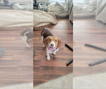 Small Photo #1  Puppy For Sale in , 