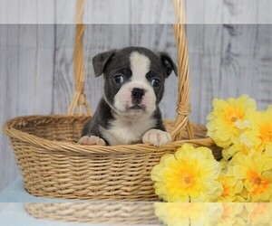 Boston Terrier Puppy for sale in FREDERICKSBG, OH, USA
