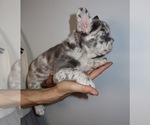 Small Photo #5 French Bulldog Puppy For Sale in PLAYA VISTA, CA, USA