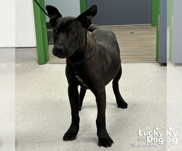 Medium Photo #3 Labrador Retriever-Unknown Mix Puppy For Sale in Washington, DC, USA