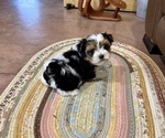 Small #11 Morkie