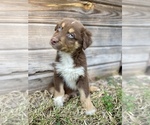 Small Photo #2 Miniature Australian Shepherd Puppy For Sale in ORLANDO, FL, USA