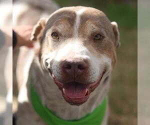 American Staffordshire Terrier Dogs for adoption in San Antonio, TX, USA