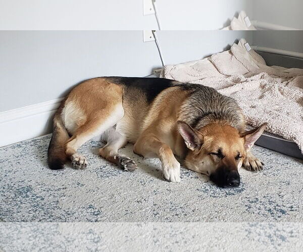 Medium Photo #2 German Shepherd Dog Puppy For Sale in McKinney, TX, USA