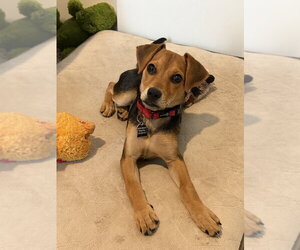 Kimi Antonelli - Female Cheagle Dog for Adoption - Photo #2