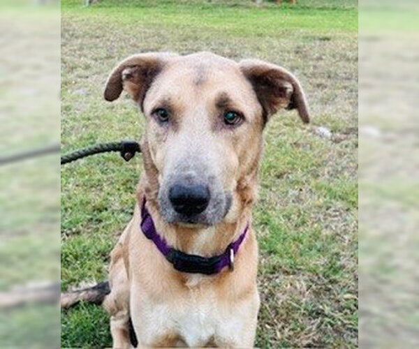 Medium Photo #1 Anatolian Shepherd-Unknown Mix Puppy For Sale in Frisco, CO, USA
