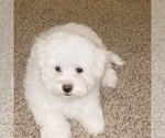 Small Photo #11 Maltese Puppy For Sale in KANSAS CITY, MO, USA