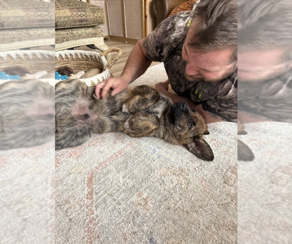 Medium Photo #16 Cane Corso Puppy For Sale in KEWADIN, MI, USA