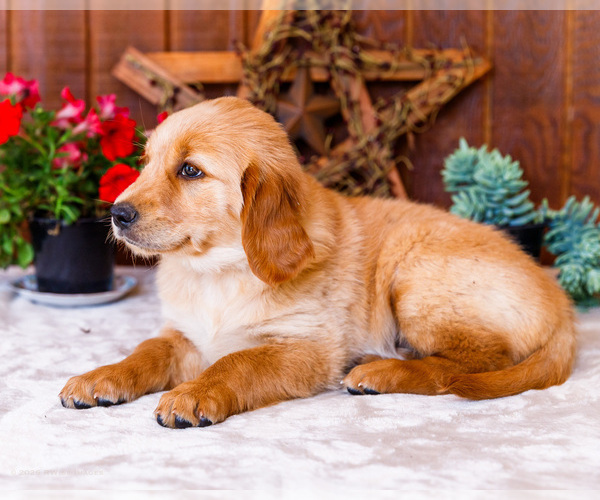 Medium Photo #43 Golden Retriever Puppy For Sale in WAKARUSA, IN, USA