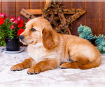 Small #6 Golden Retriever