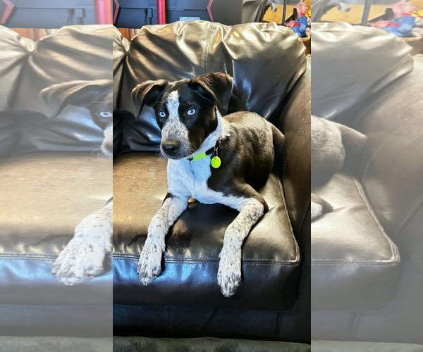 Medium Photo #10 Pointer-Unknown Mix Puppy For Sale in Woodbury, NY, USA