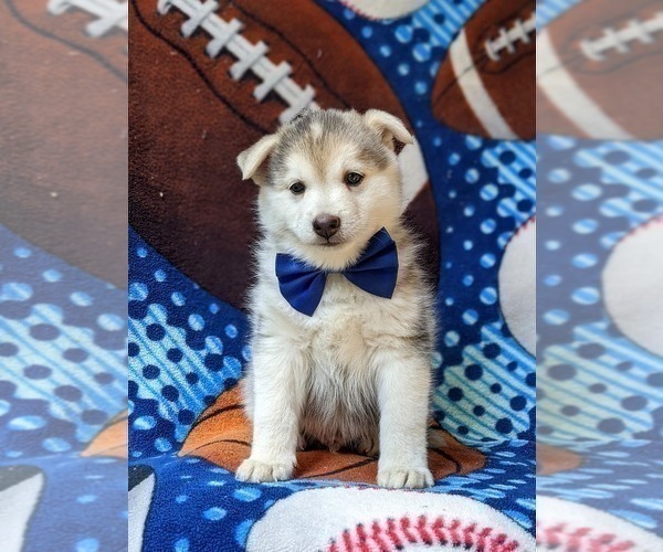 Medium Photo #6 Pomsky Puppy For Sale in QUARRYVILLE, PA, USA