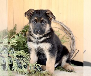 German Shepherd Dog Puppy for sale in RONKS, PA, USA