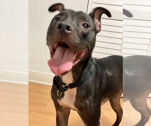 Medium Photo #40 Mutt Puppy For Sale in Pompano Beach , FL, USA