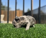 Small #18 French Bulldog