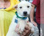 Small #1 Labrador Retriever Mix