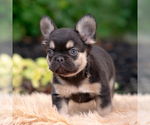 Small #2 French Bulldog