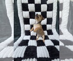 Small Photo #4 Chihuahua-Unknown Mix Puppy For Sale in San Francisco, CA, USA