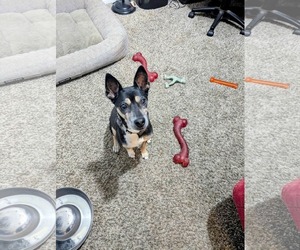 SMALLS - Female Chihuahua-Unknown Mix Dog for Adoption - Photo #3