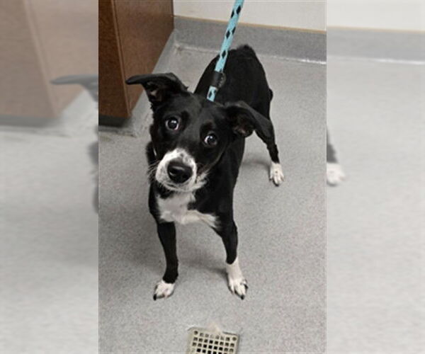 Medium Photo #2 Border Collie-Unknown Mix Puppy For Sale in Rancho Cucamonga, CA, USA