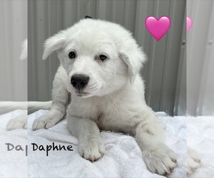 Australian Shepherd Dogs for adoption in Brewster, NY, USA