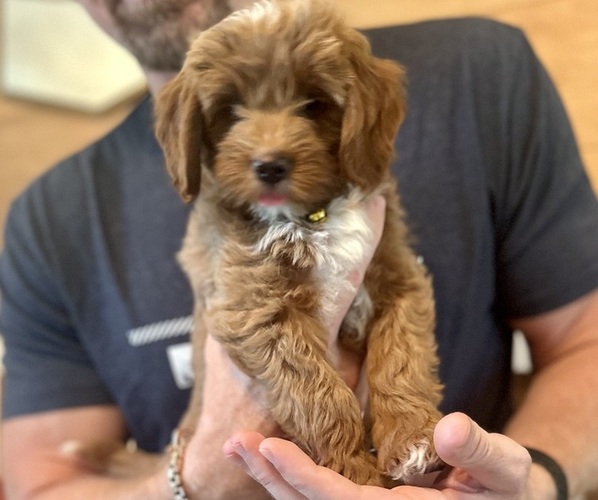 Medium Photo #28 Goldendoodle (Miniature) Puppy For Sale in GILBERT, AZ, USA