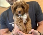 Small Photo #28 Goldendoodle (Miniature) Puppy For Sale in GILBERT, AZ, USA