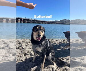 Border Collie-Siberian Husky Mix Dogs for adoption in San Diego, CA, USA