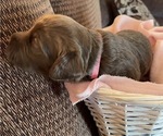 Small Photo #4 Labradoodle Puppy For Sale in PUEBLO, CO, USA